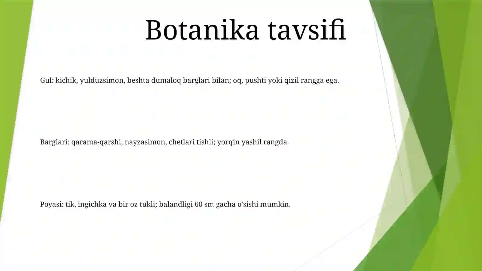 Nastarin Guli 2
