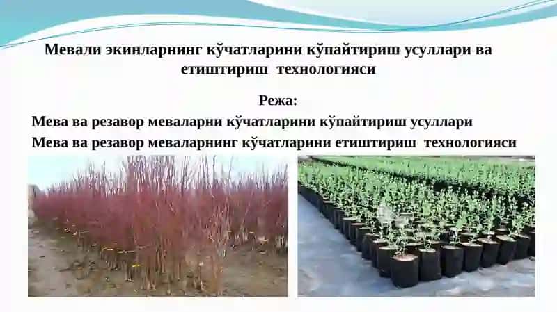 Мевали экинларнинг кўчатларини кўпайтириш усуллари ва етиштириш технологияси 2
