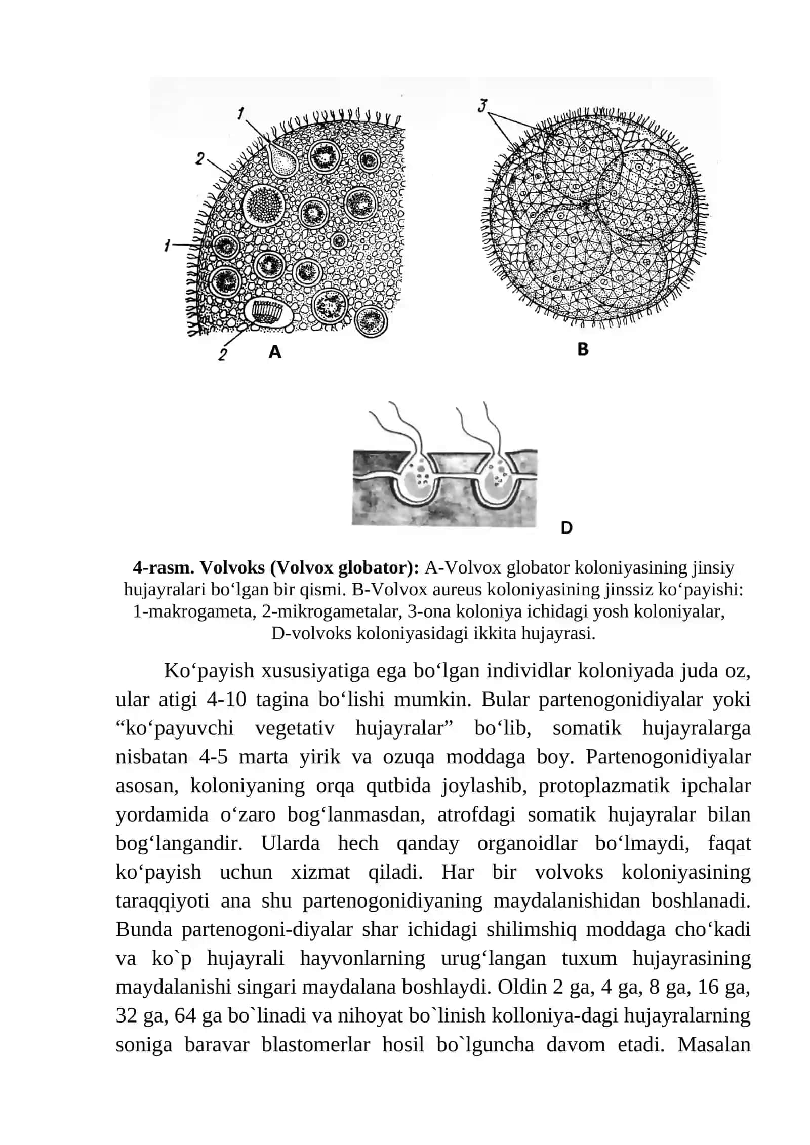 Vоlvоksning Tuzilishi va Ko'payishi 2