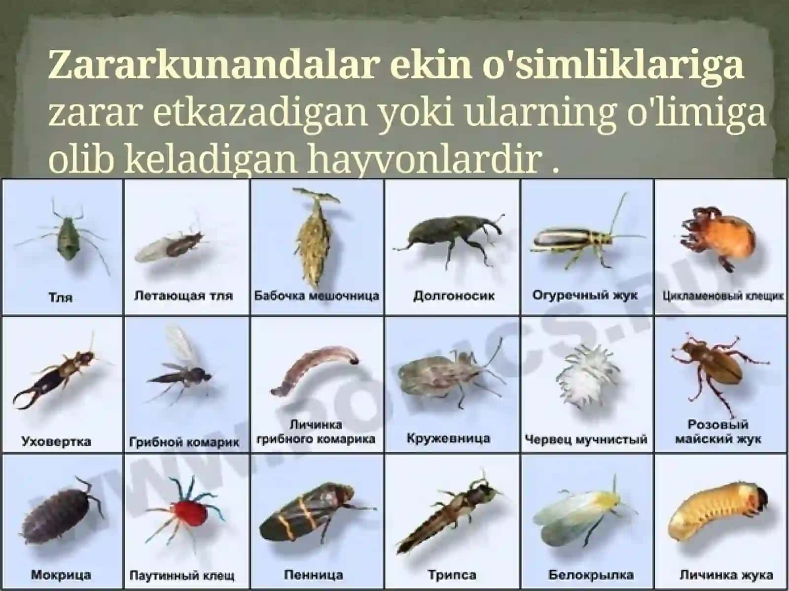 Zararkunandalar ekin o'simliklarigazarar etkazadigan yoki ularning o'limiga olib keladigan hayvonlar 2