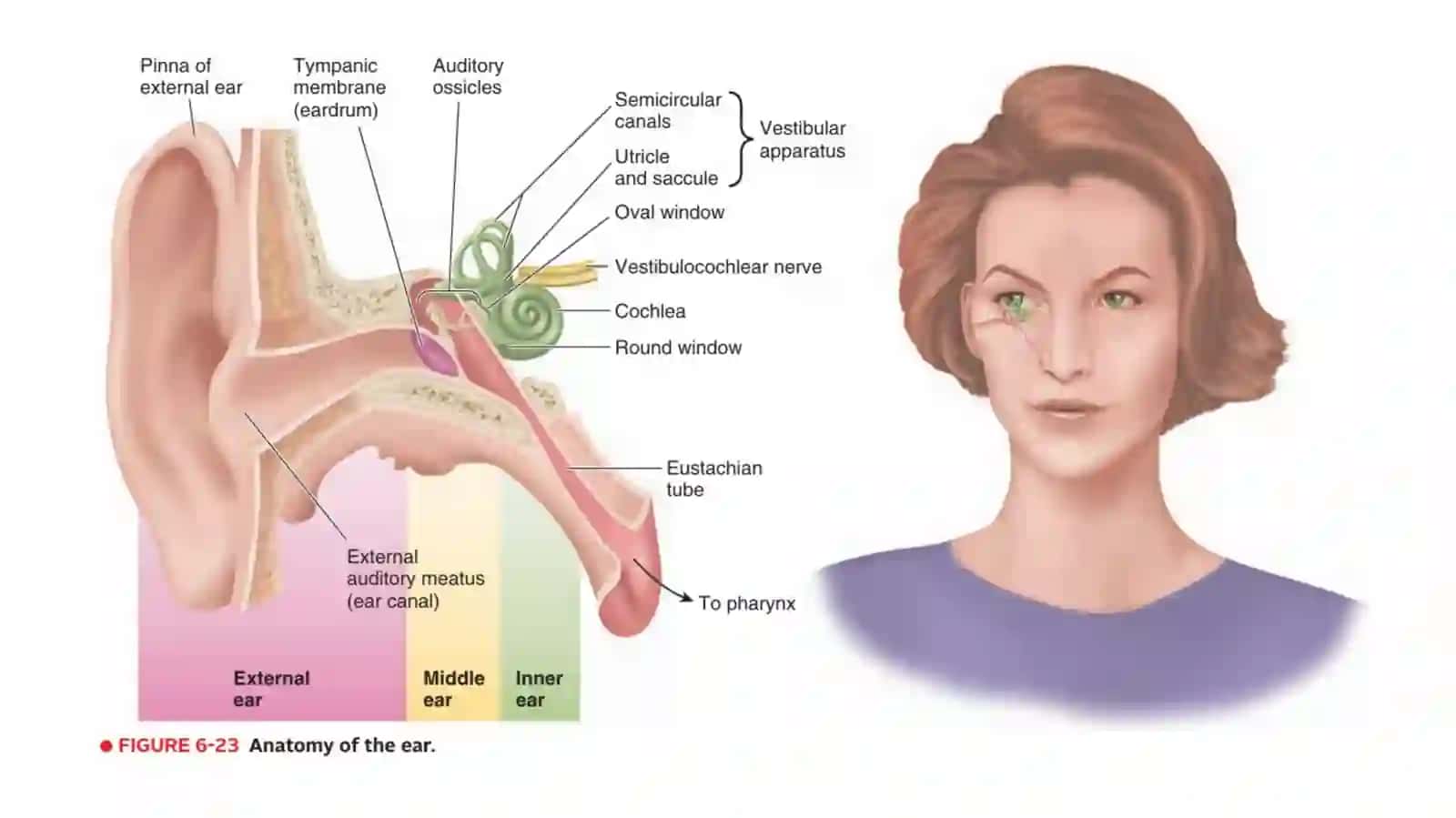 Eshitish tizimi va vestibular analizator 2