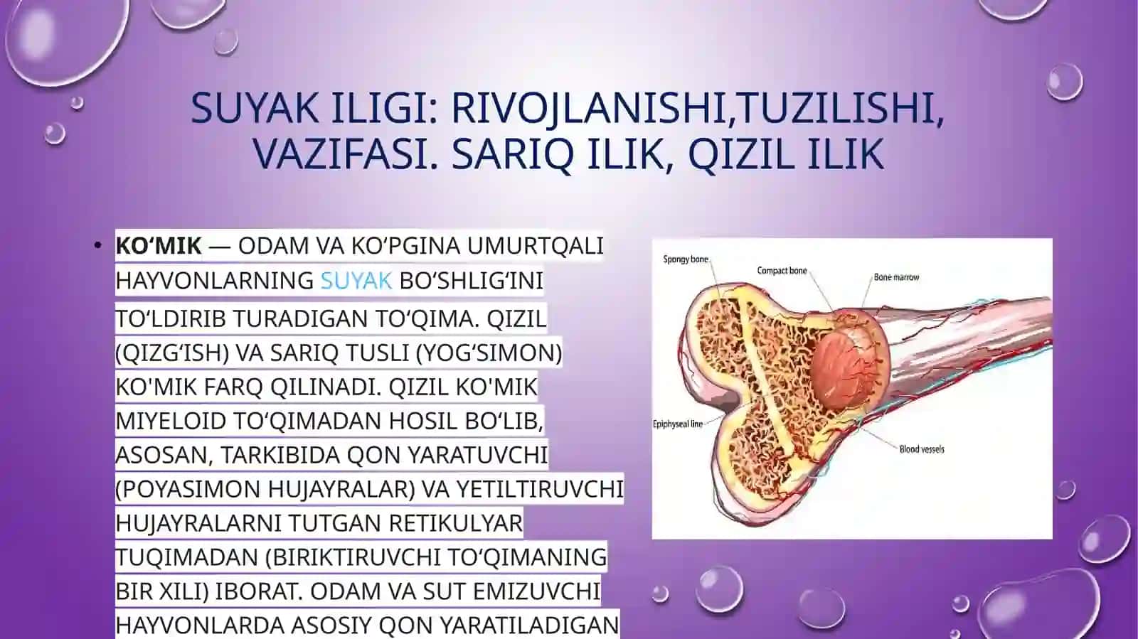 Anatomiya fanidan tayyorlangan prezentatsiyasi 2