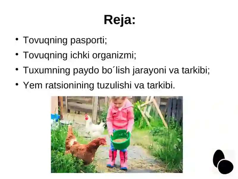 Tuxum beruvchi tovuq uchun - yem ratsionini tuzish 2