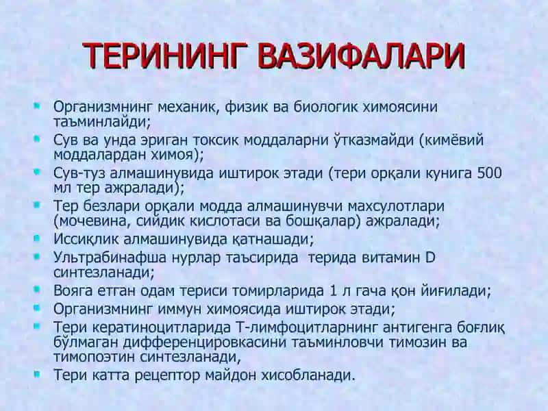 Teri va uning hosilalari, gistalogiyasi 2