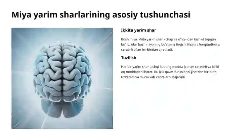 Miya yarim sharlarining tuzilishi 2