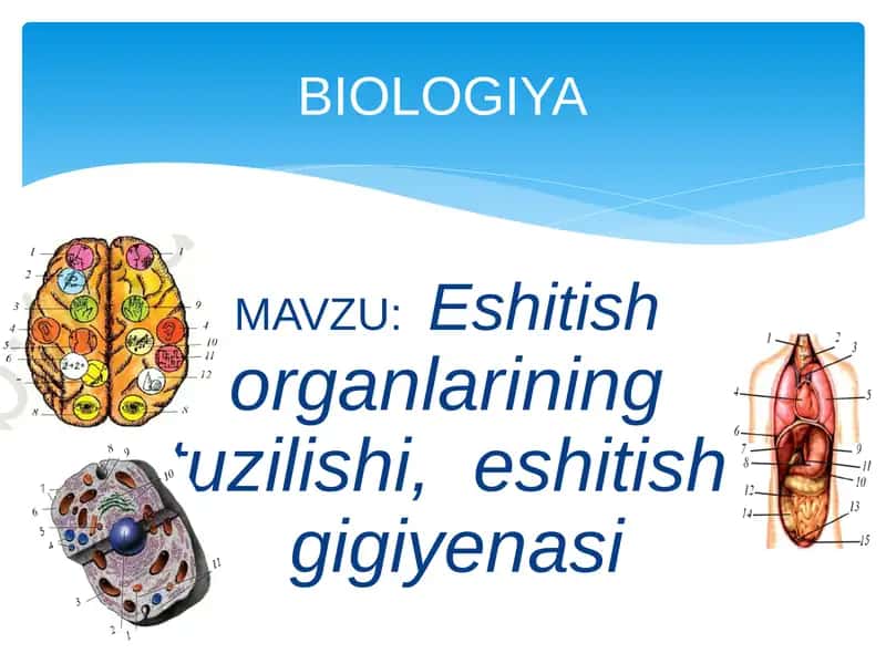 Eshitish organlari tuzilishi. 2
