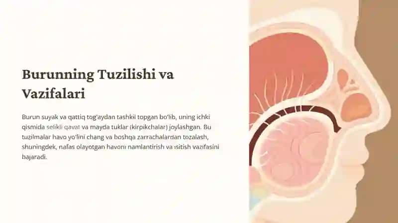 Burun, xalqum va xiqildoqning anatomo-fiziologik xususiyatlari 2