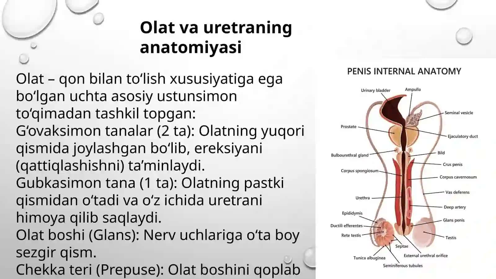 Erkaklarda olat va uretra kasaliklari 2