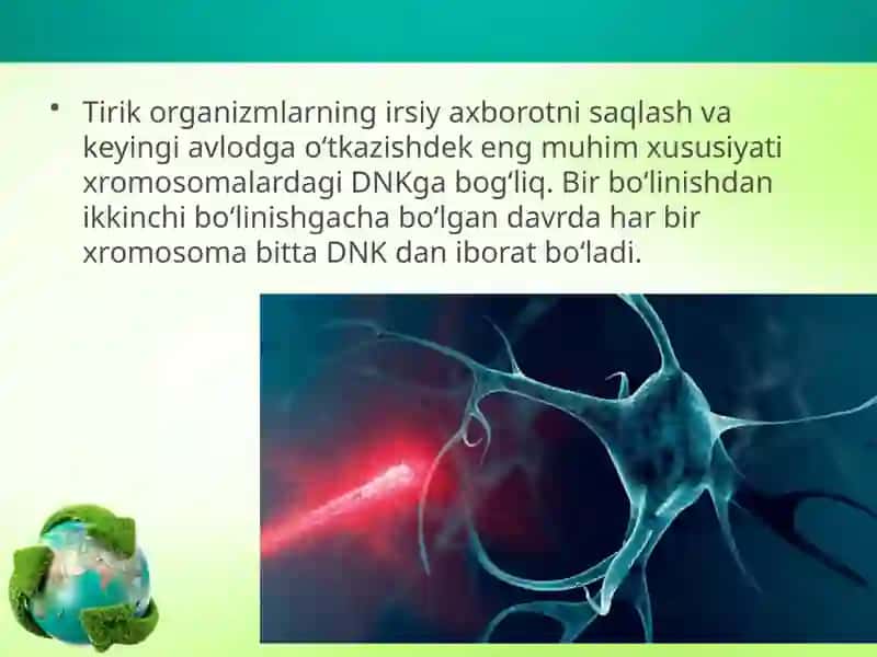 Hujayraning hayot sikli 2
