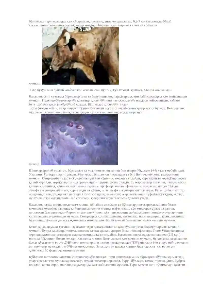 ҚОРАМОЛЛАРНИНГ ЮҚУМЛИ ТУГУНЛИДЕРМАТИТИ 2