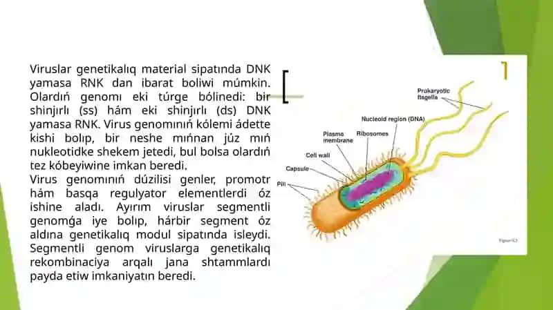 Prokariot genomı strukturası 2