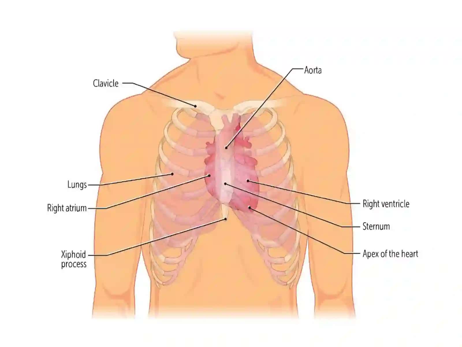 YURAK(COR) 2