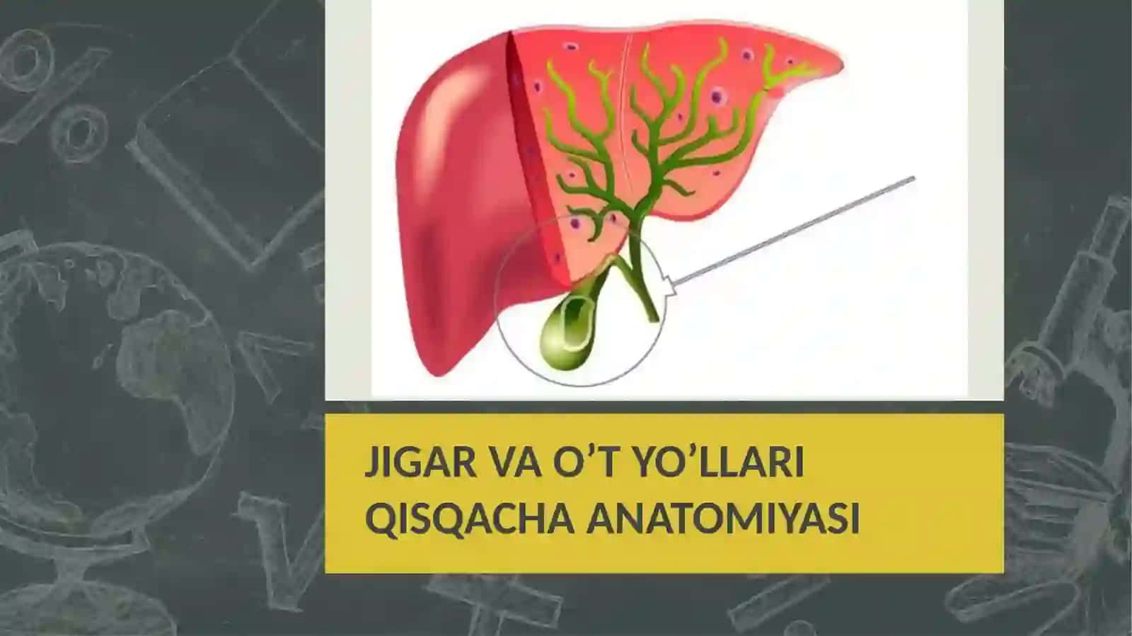 JIGAR VA O’T YO’LLARI QISQACHA ANATOMIYASI 2