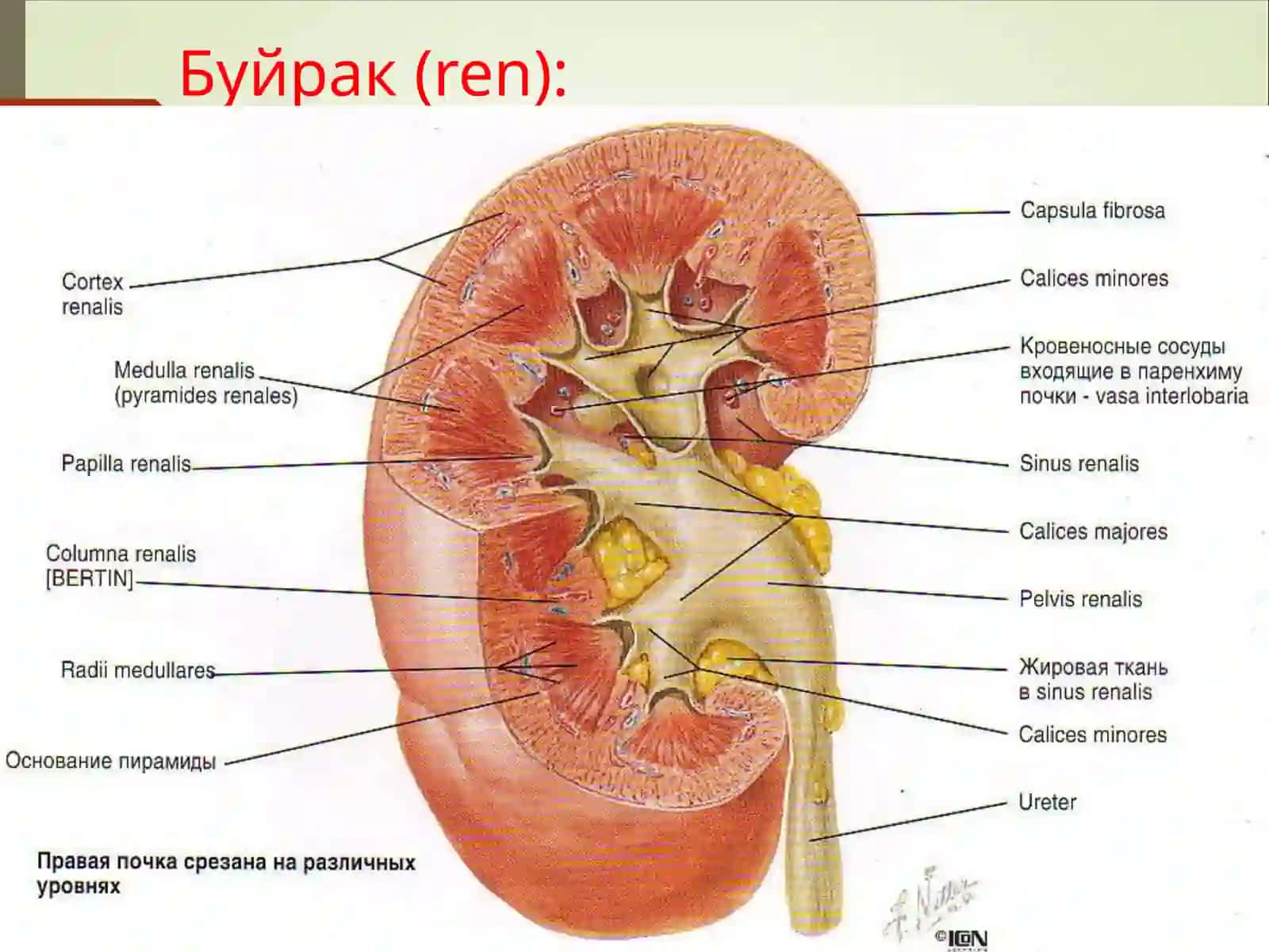 Пиелонефрит ва гломерулонефритлар 2