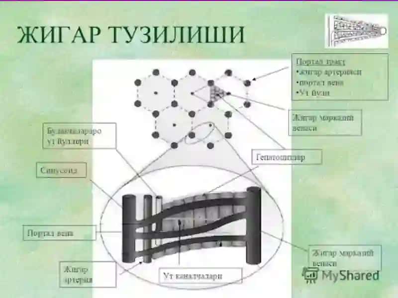 Жигар Касалликлари 2