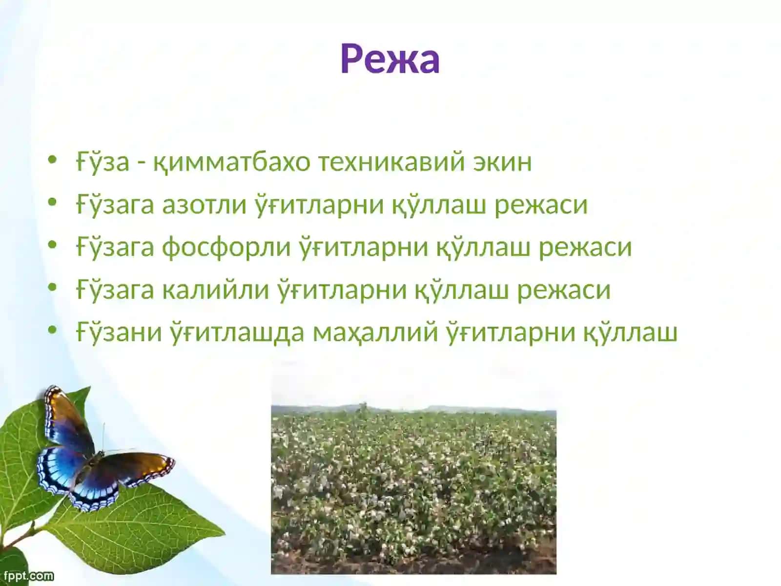 Ғўза - қимматбахо техникавий экин 2