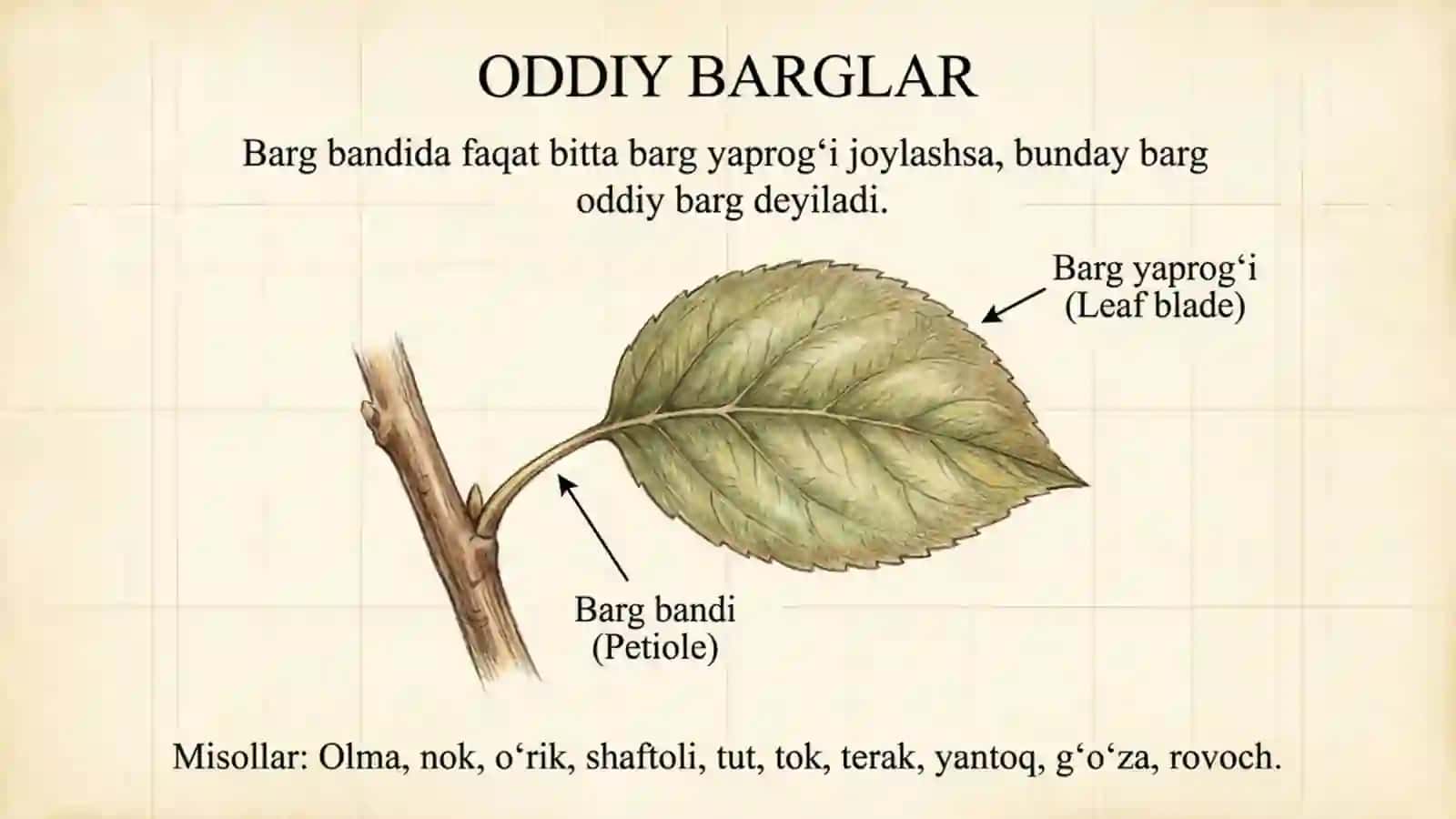 Oddiy va murakkab barglar 2