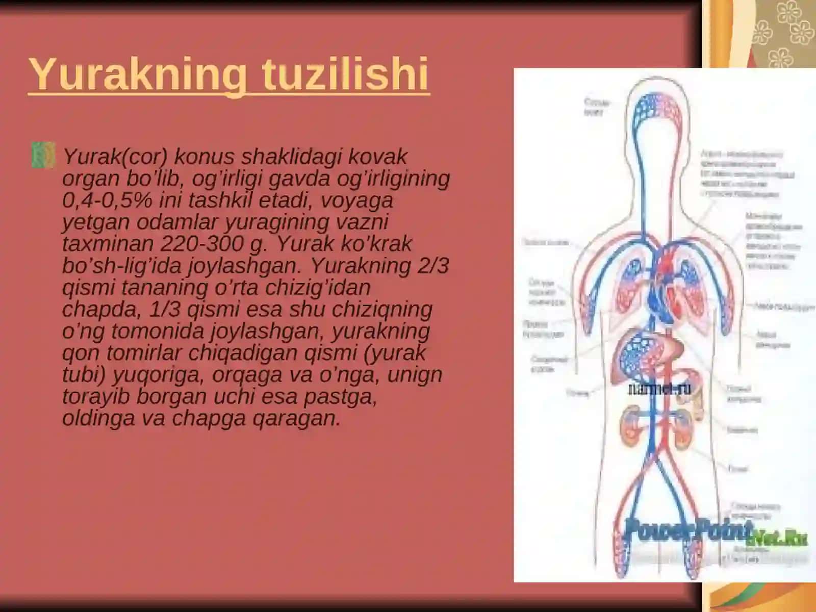 Yurak faoliyatining tovushli belgilari 2