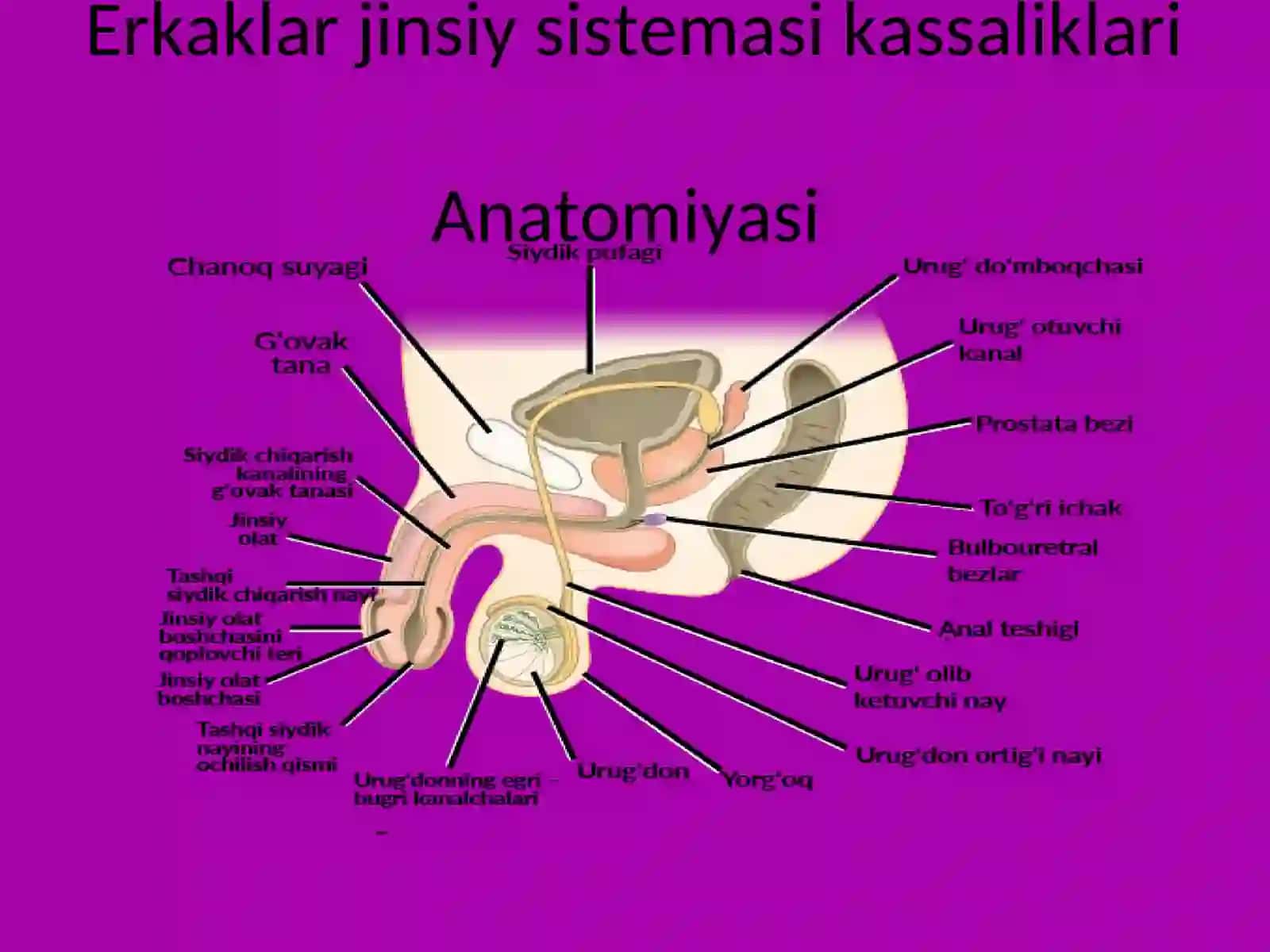 Erkaklar jinsiy sistemasi kassaliklariAnatomiyasi 2