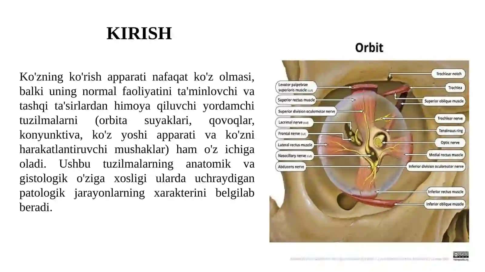 OptagʻmoloRBITA FUNKSIONAL ANOTOMIYASI, OʻSMALARI,KONYUKTIVA,SKLERA VA SHOX  PARDASI ANOTOMIYASIO 2
