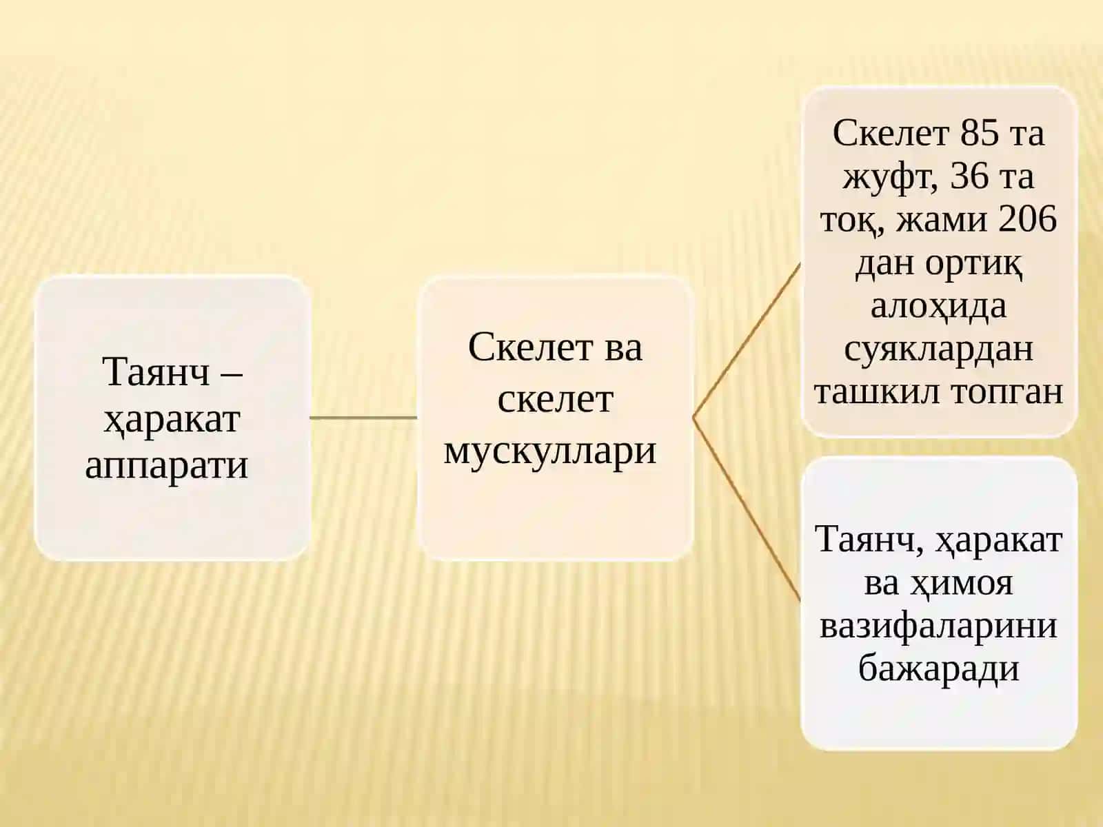 ТАЯНЧ – ҲАРАКАТ ТИЗИМИНИНГ ЁШ ХУСУСИЯТЛАРИ ВА ГИГИЕНАСИ 2