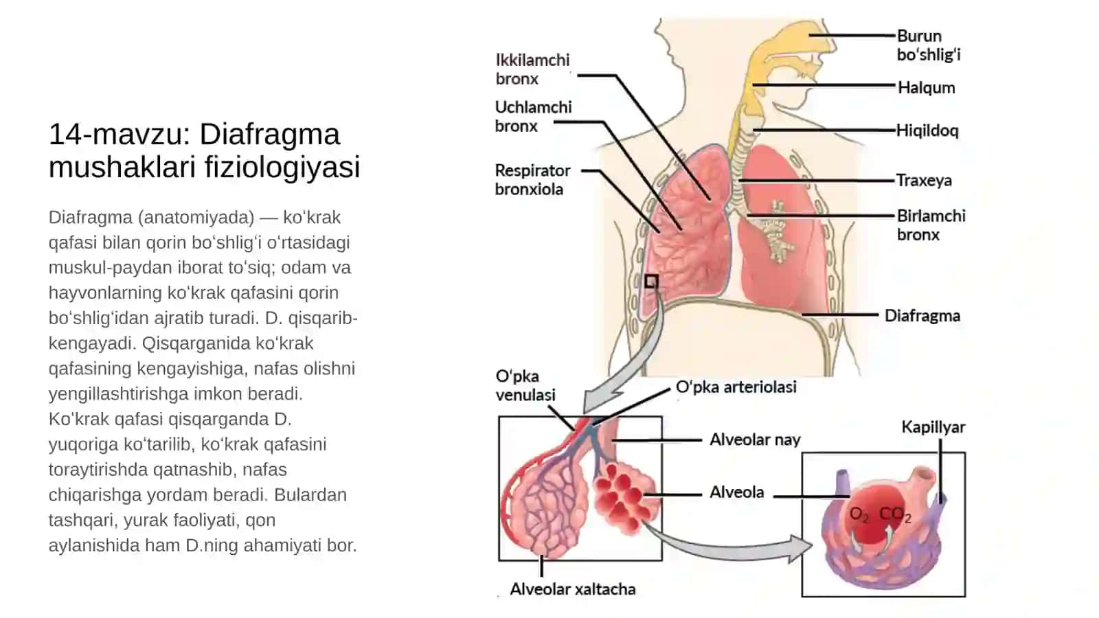 Diafragma mushaklari fiziologiyasi 2