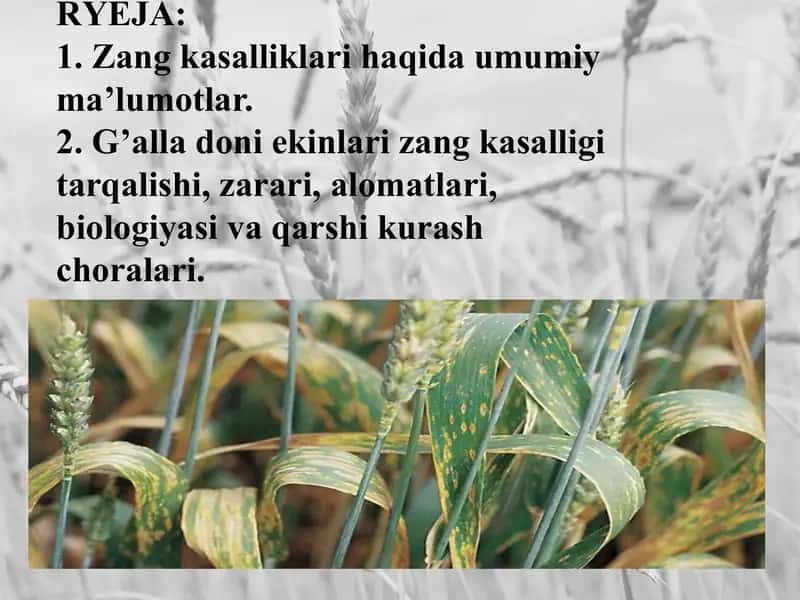 Qishloq xo’jalik fitopatologiyasi: G’alla donli ekinlar va sholi kasalliklari va ularga qarshi kurash choralari 2