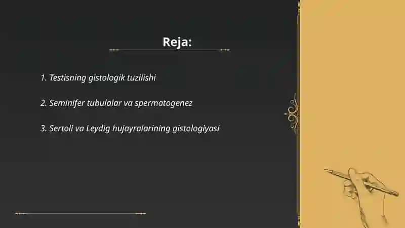 Erkaklar va ayollar jinsiy aʼzolari gistalogiyasi 2