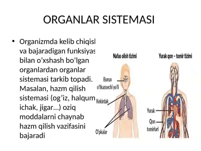 Umurtqalilarda a'zolar va a'zolar sistemasi antifilogenezining solishtirma tasnifi 2