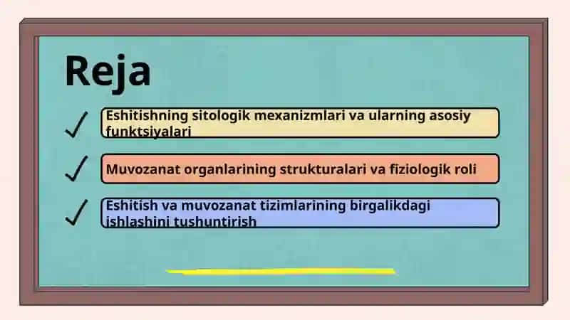 Eshitishning sitologik mexanizmlari 2