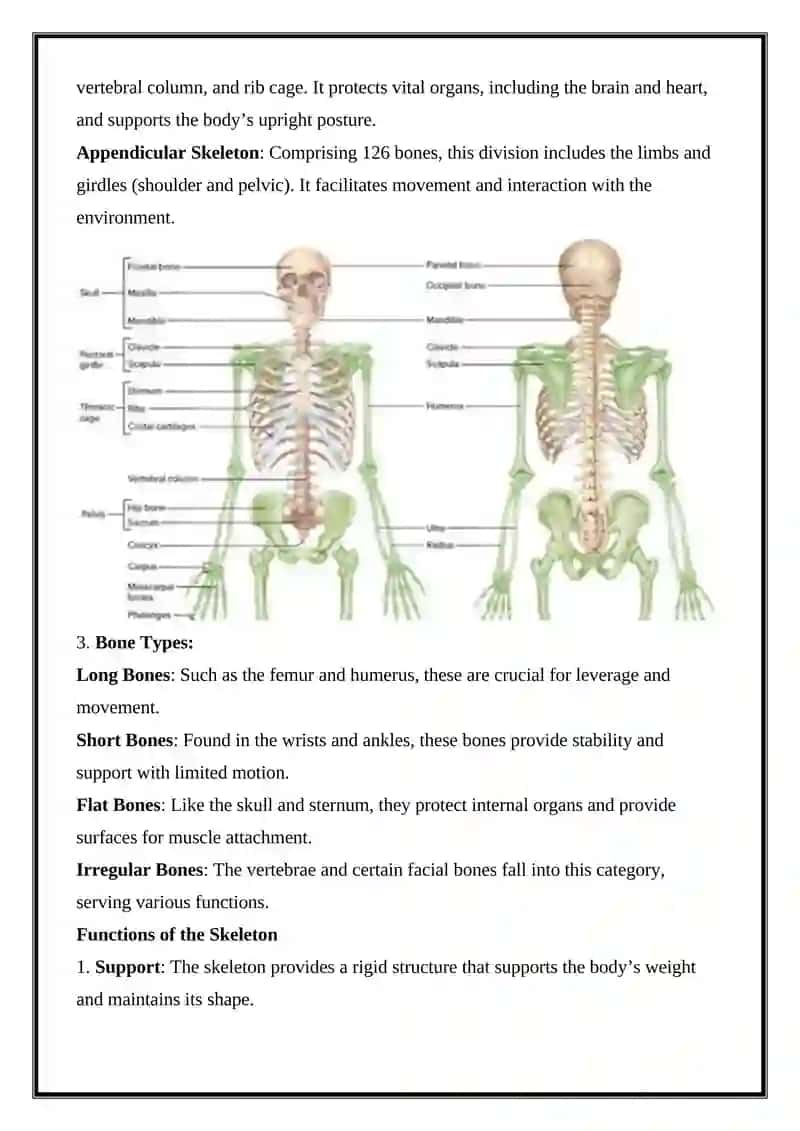 Skeleton 2