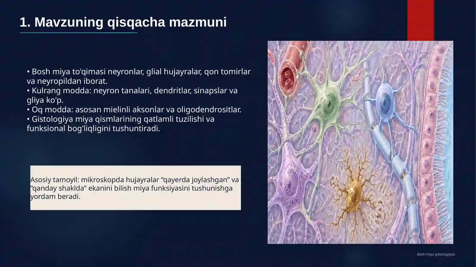 Bosh miya gistologiyasi 2