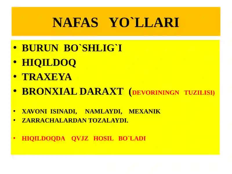 Nafasyo`llarining gistologik tuzilishi 2