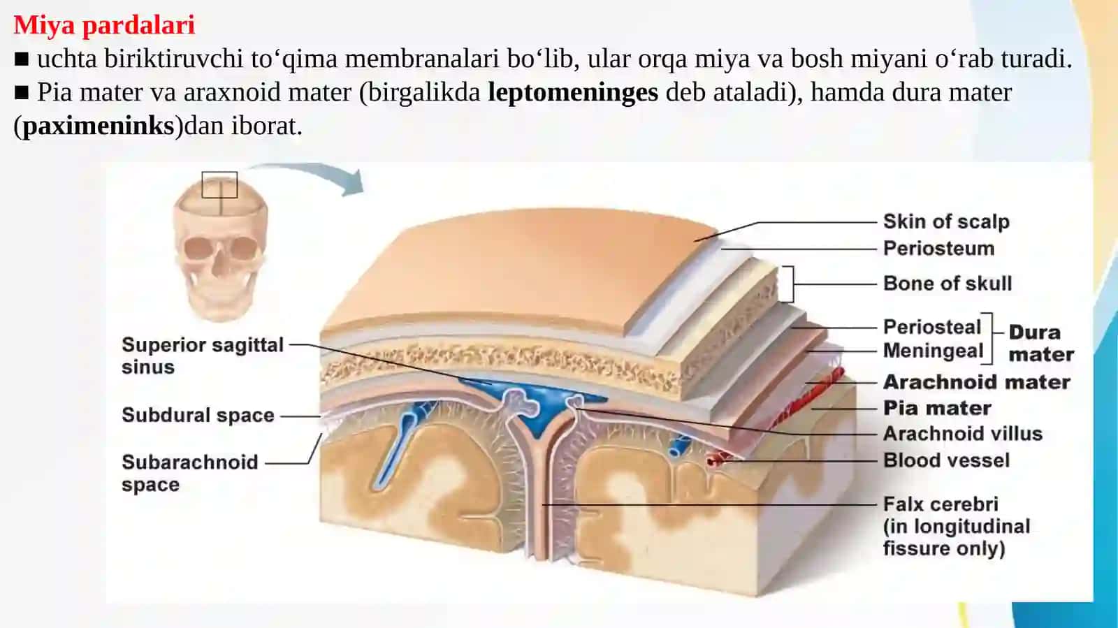 Miya pardalari, Meningial boʻshliqlar va Qorinchalar 2