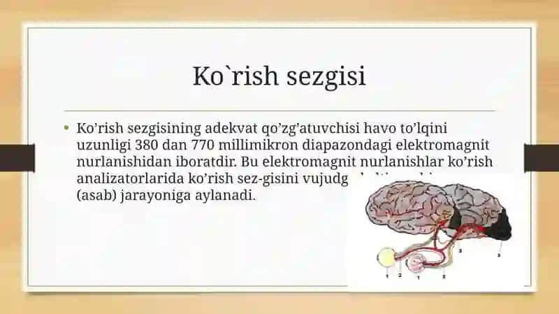 Sezgilarning umumiy qonuniyatlari va sezgirlik 2