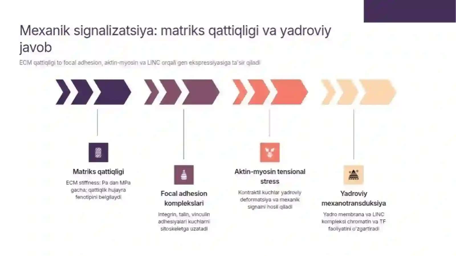 Hujayradan tashqari matriks va hujayra-matriks o'zaro ta'siri. Hujayra regeneratsiyasi mehanizmi 2