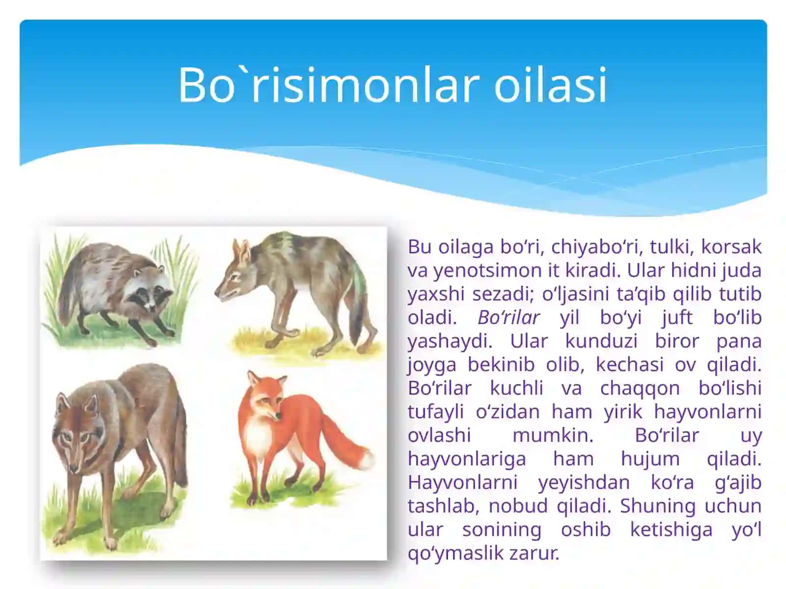 Yirtqich sutemizuvchilar turkumi 2