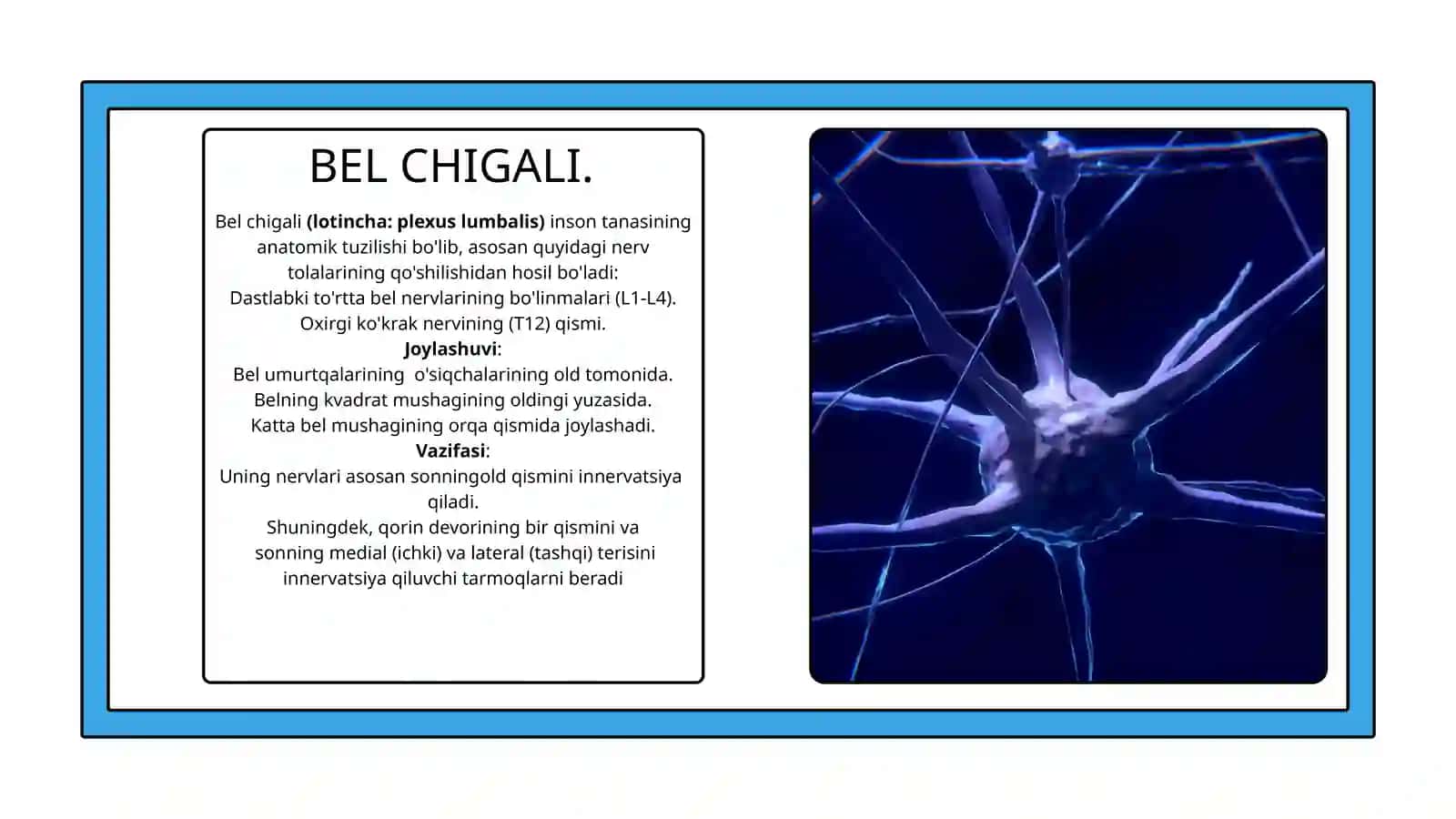 Bel chigali (Plexus lumbalis) 2