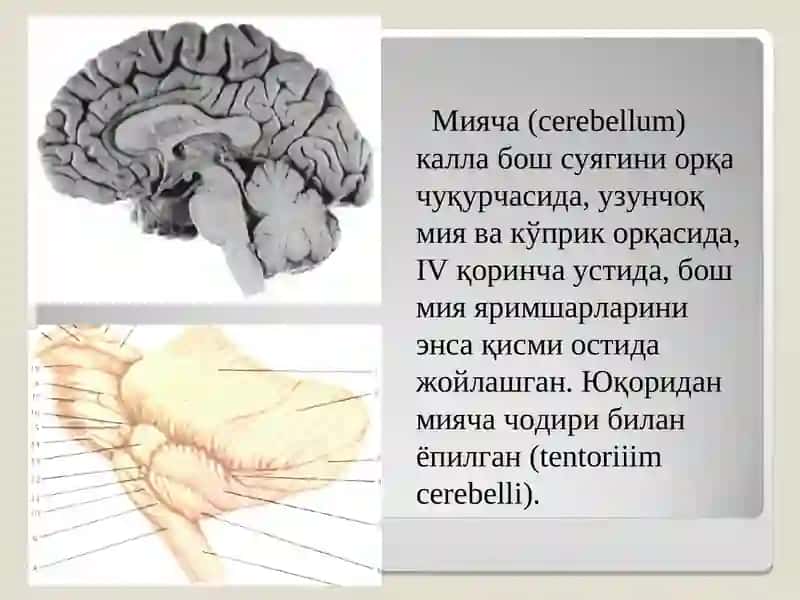 Мияча анатомияси, физиологияси, зарарланиш белгилари 2