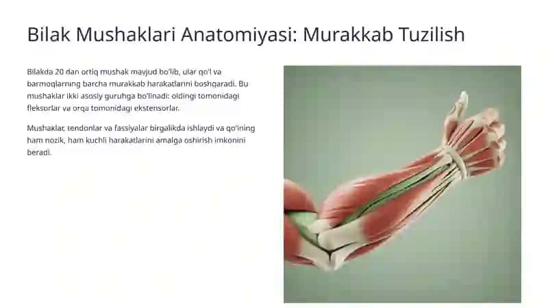 Bilak Mushaklari: Kuch va Harakat Manbai 2