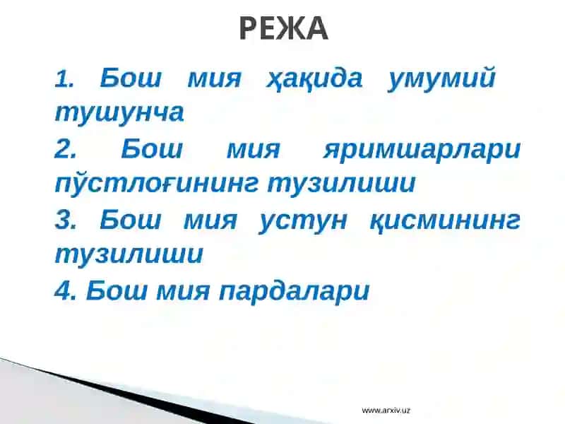 Бош миянинг тузилиши 2
