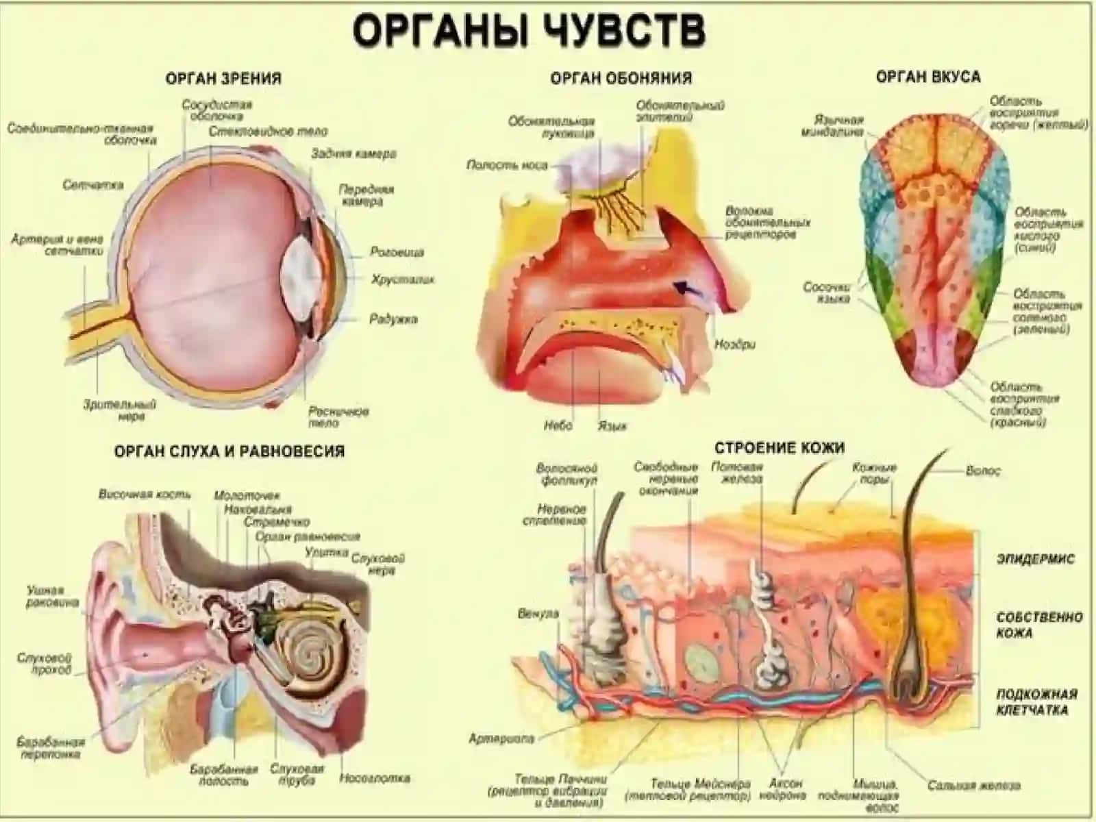 Органы чувств. Зрительный анализатор. Орган обоняния 2