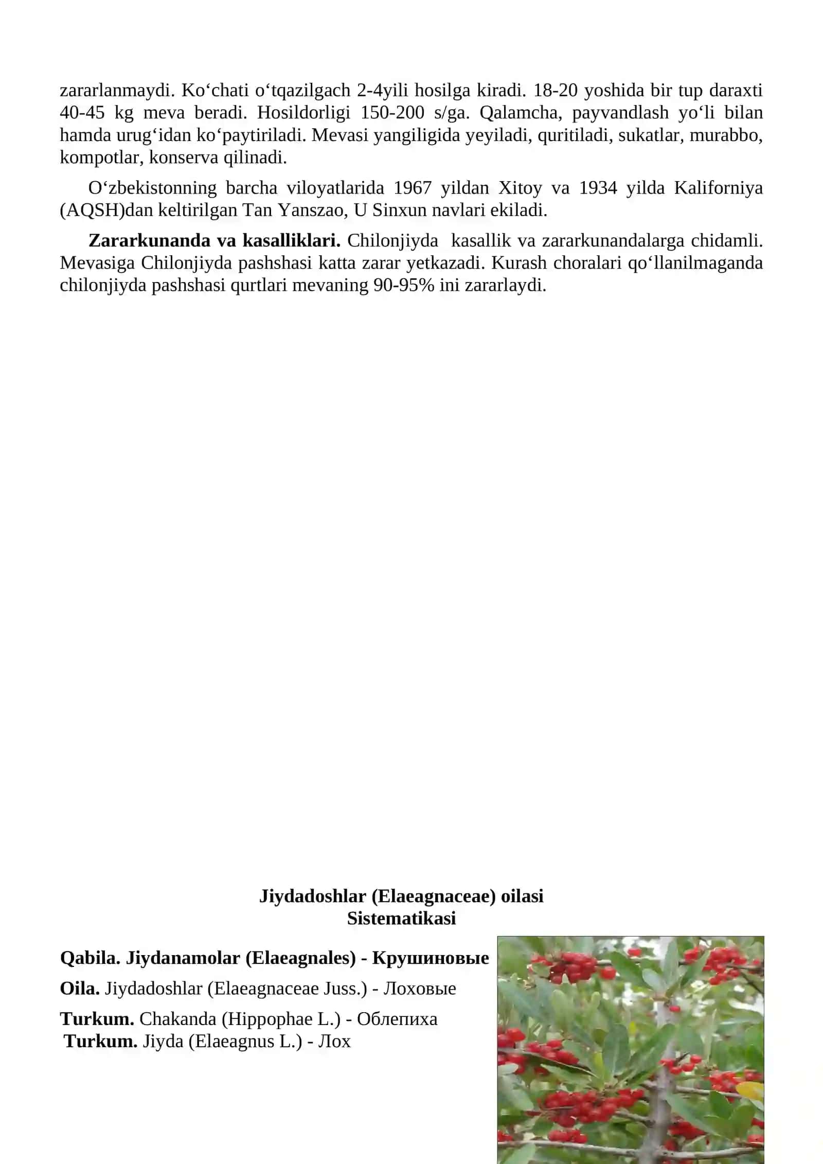 CHilonjiydadoshlar (Rhamnaceae) va Jiydadoshlar (Elaeagnaceae) oilasi turkumi turlari nomenklaturasini tahlili va o‘rganish qoidalari 2