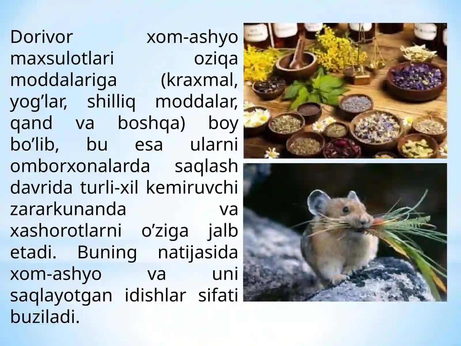Dorivor Xom Ashyo Zararkunandalari va Ularga Qarshi Kurash Chora-Tadbirlari 2