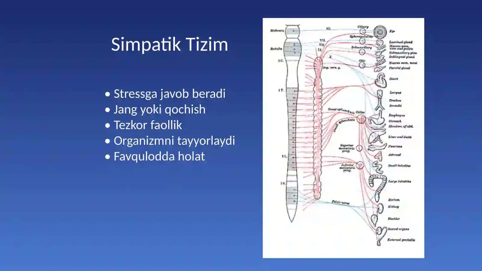 Simpatik va Parasimpatik Nerv Tizimi 2