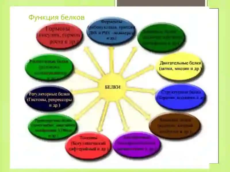 Нарушение белкового обмена при патологии печени 2