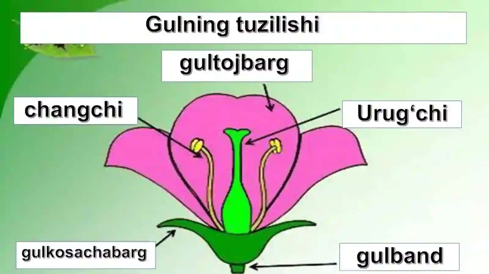 GUL–O‘SIMLIKLARNING GENERATIV KO‘PAYISH ORGANI 2