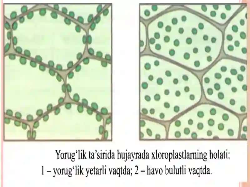TIRIK ORGANIZMLARDA O'Z-O'ZINI IDORA ETISHORGANLARI: GUMORAL VA NERV SISTEMASI EVOLUTSIYASI 2