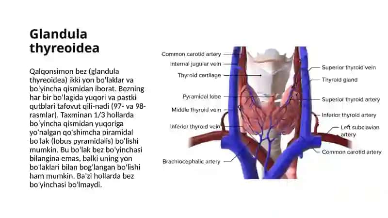 Qalqonsimon bezning topografik anatomiyasi 2