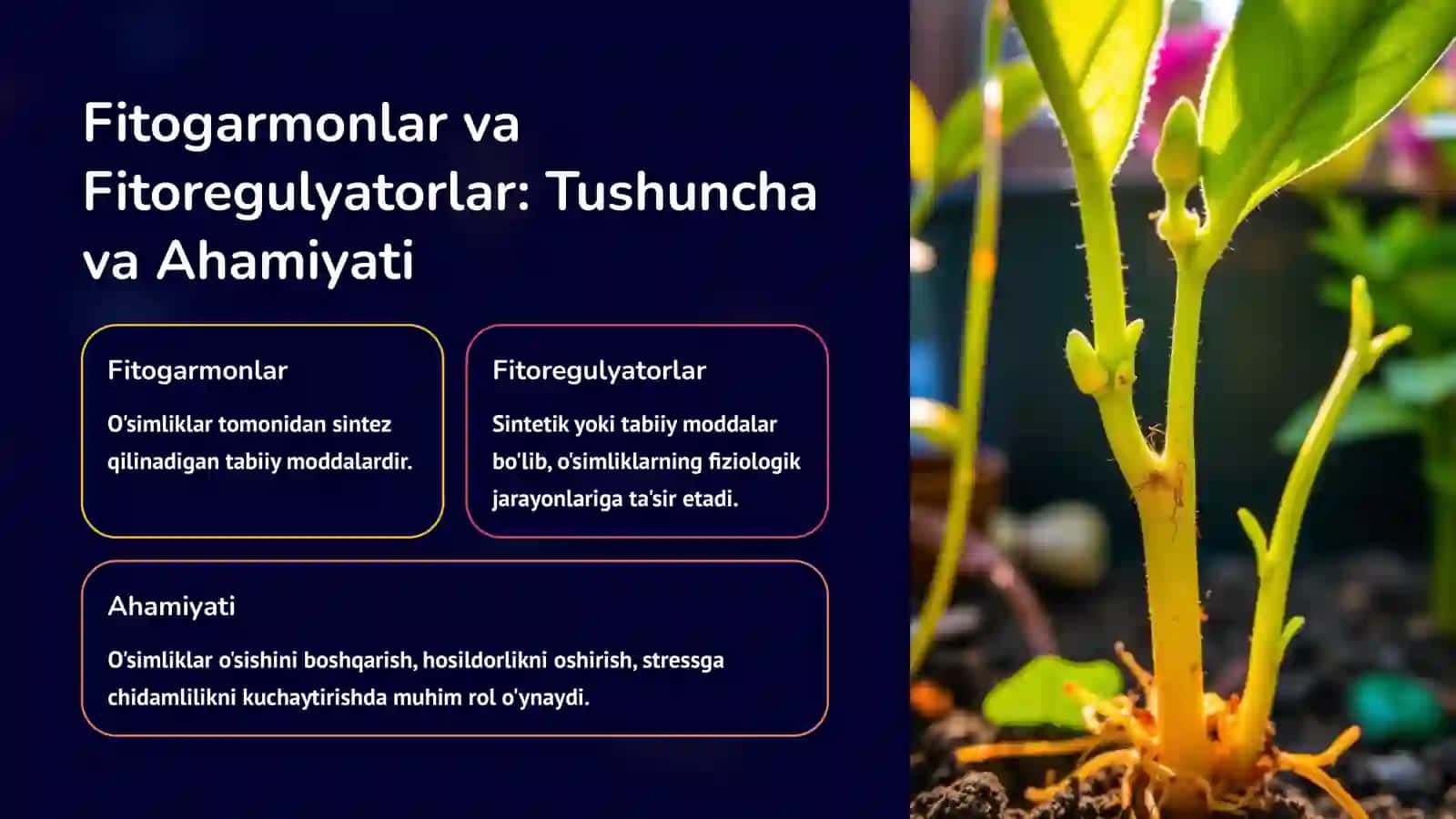 Fitogarmonlar va Fitoregulyatorlarni Olishning Biotexnologik Usullari 2